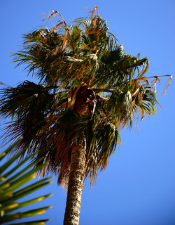 MACCHIA MEDITERRANEA in Sicilia. Fotografie di Giulio Azzarello &copy;2106.