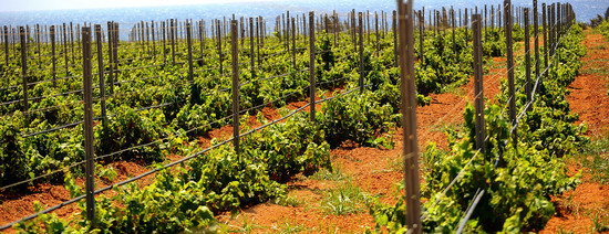 VIGNETO GIOVANE in Sicilia fotografie di Giulio Azzarello &copy;2016.