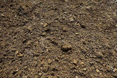 ULIVETO SICILIANO. Fotografie di Giulio Azzarello ©2022.