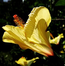 HABITAT NATURA in campagna. Fotografie di Giulio Azzarello ©2015 2016. HABITAT NATURA in campagna. Fotografie di Giulio Azzarello ©2015 2016.