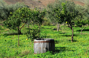 ULIVETO in autunno. Fotografie di Giulio Azzarello ©2014. ULIVETO in autunno. Fotografie di Giulio Azzarello ©2014.