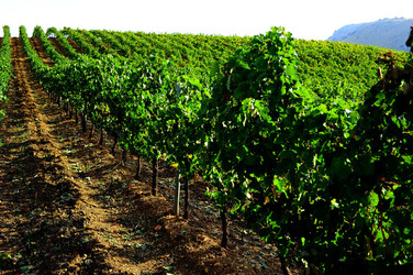 CAMPAGNA SICILIANA. Fotografie di Giulio Azzarello &copy;2016.