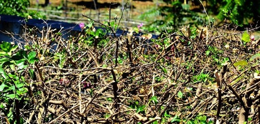 HABITAT NATURA in campagna. Fotografie di Giulio Azzarello ©2015 2016. HABITAT NATURA in campagna. Fotografie di Giulio Azzarello ©2015 2016.