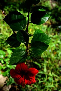 GIARDINO SICILIANO fotografie di Giulio Azzarello &copy;2020.