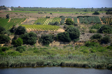 GORGHI TONDI oasi di vigneti e piante Mazzara del Vallo in Sicilia. Foto di Giulio Azzarello ©2016. GORGHI TONDI oasi di vigneti e piante Mazzara del Vallo in Sicilia. Foto di Giulio Azzarello ©2016.