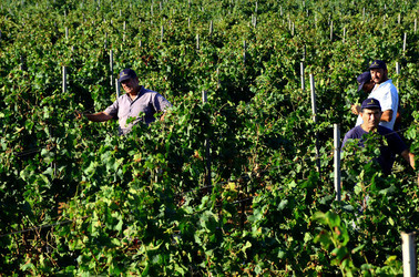 VENDEMMIA a Mazzara del Vallo in Sicilia con i contadini. Fotografie di Giulio Azzarello ©2016. VENDEMMIA a Mazzara del Vallo in Sicilia con i contadini. Fotografie di Giulio Azzarello ©2016.