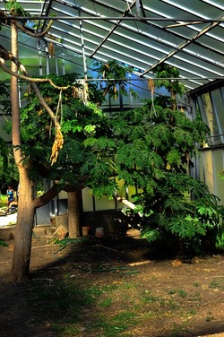 ORTO BOTANICO di Palermo nel maggio 2018. Fotografie di Giulio Azzarello &copy;2018.