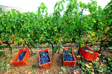 VENDEMMIA di AUTUNNO a S.Cristina Gela in Sicilia. Fotografie di Giulio Azzarello &copy;2016.