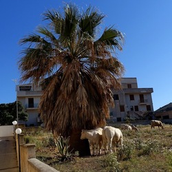 BESTIE. Fotografie di Giulio Azzarello ©2022. BESTIE. Fotografie di Giulio Azzarello ©2022.