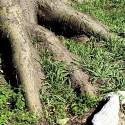 ORTO BOTANICO DI PALERMO. Fotografie di Giulio Azzarello ©2022. ORTO BOTANICO DI PALERMO. Fotografie di Giulio Azzarello ©2022.