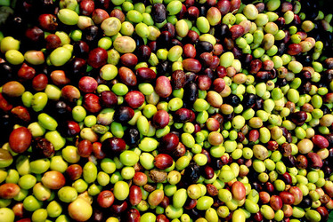 TIPICO FRANTOIO fotografie di Giulio Azzarello ©2014. TIPICO FRANTOIO fotografie di Giulio Azzarello ©2014.