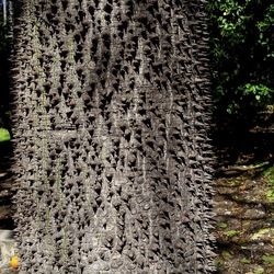 ORTO BOTANICO DI PALERMO. Fotografie di Giulio Azzarello ©2022. ORTO BOTANICO DI PALERMO. Fotografie di Giulio Azzarello ©2022.