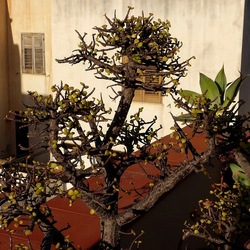BONSAI. Fotografie di Giulio Azzarello &copy;2022.