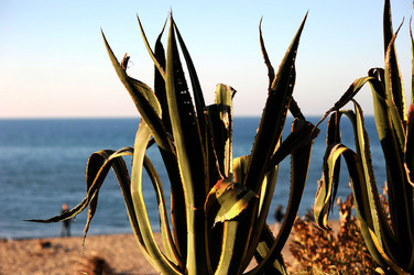 AGAVE selvatica sul mare in Sicilia a Cefalù. Fotografie di Giulio Azzarello ©2014. AGAVE selvatica sul mare in Sicilia a Cefalù. Fotografie di Giulio Azzarello ©2014.