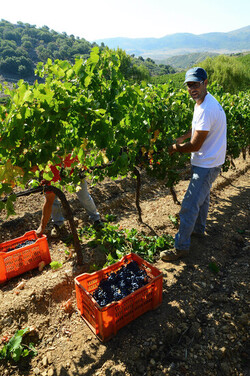 VENDEMMIA a S.Cristina Gela i coltivatori. Fotografie di Giulio Azzarello ©2016. VENDEMMIA a S.Cristina Gela i coltivatori. Fotografie di Giulio Azzarello ©2016.
