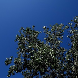GIARDINO. Fotografie di Giulio Azzarello ©2022.