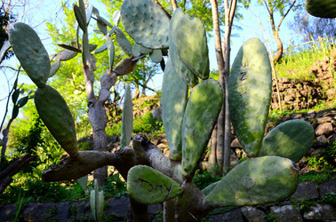 GOLE DELL ALCANTARA in Sicilia. Fotografie di Giulio Azzarello &copy;2016.
