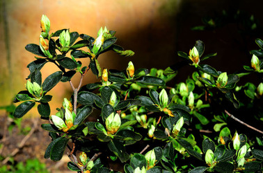 ORTO BOTANICO di Palermo in inverno. Fotografie di Giulio Azzarello &copy;2016.