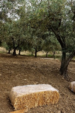 ULIVETO SICILIANO. Fotografie di Giulio Azzarello ©2022.