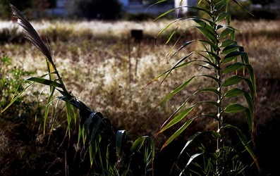 PALERMO fotografie di Giulio Azzarello ©2020.