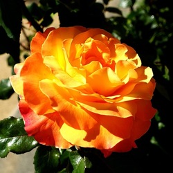 ROSETO. Fotografie di Giulio Azzarello &copy;2022.