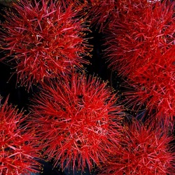 ORTO BOTANICO di PALERMO. Fotografie di Giulio Azzarello ©2019.