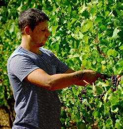 VENDEMMIA a S.Cristina Gela i coltivatori. Fotografie di Giulio Azzarello ©2016. VENDEMMIA a S.Cristina Gela i coltivatori. Fotografie di Giulio Azzarello ©2016.