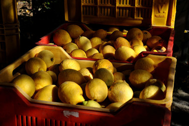 LIMONI di Sicilia coltivati in modo biologico. Fotografie di Giulio Azzarello &copy;2014.