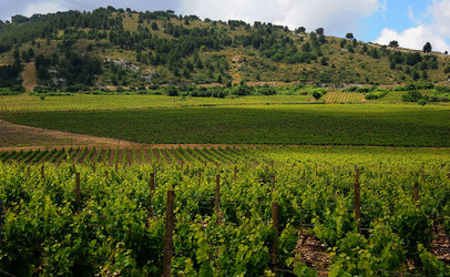 VIGNETO AGRITURISTICO PLANETA a Sambuca di Sicilia. Fotografie di Giulio Azzarello &copy;2014.