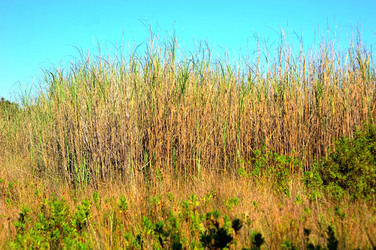 CANNETI in SICILIA. Fotografie di Giulio Azzarello &copy;2016.