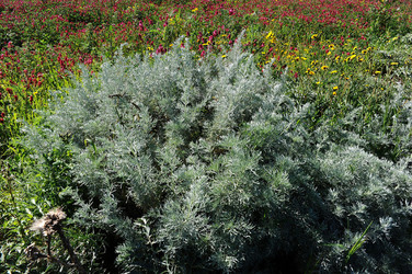 PAESAGGIO SICILIANO nel luogo delle macalube in Sicilia. Fotografie di Giulio Azzarello &copy;2014.