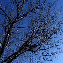 ALBERI. Fotografie di Giulio Azzarello &copy;2024.