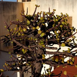BONSAI. Fotografie di Giulio Azzarello &copy;2022.