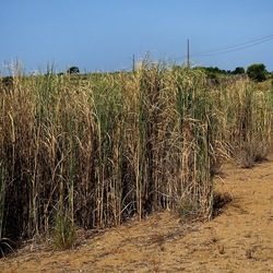 SELINUNTE. Fotografie di Giulio Azzarello ©2022. SELINUNTE. Fotografie di Giulio Azzarello ©2022.
