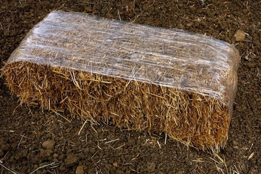 ULIVETO SICILIANO. Fotografie di Giulio Azzarello ©2022.