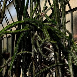 ORTO BOTANICO. Fotografie di Giulio Azzarello &copy;2024.