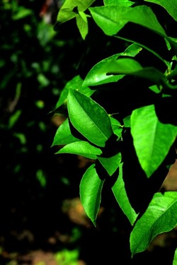 GIARDINO SICILIANO fotografie di Giulio Azzarello &copy;2020.