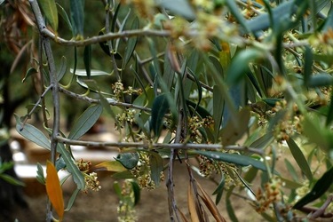 ULIVETO SICILIANO. Fotografie di Giulio Azzarello ©2022.