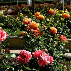 ROSETO. Fotografie di Giulio Azzarello &copy;2022.