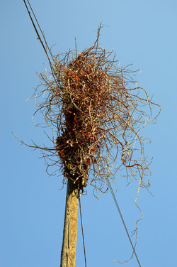 GRANDE NIDO spontaneo in campagna. Fotografie di Giulio Azzarello &copy;2014.