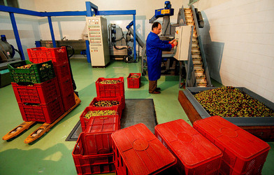 TIPICO FRANTOIO fotografie di Giulio Azzarello ©2014. TIPICO FRANTOIO fotografie di Giulio Azzarello ©2014.