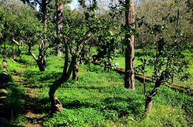 AGRUMETO SICILIANO in autunno. Fotografie di Giulio Azzarello &copy;2014.