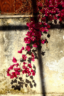 NATURA Violette siciliane in un tipico giardino in estate. Fotografie di Giulio Azzarello &copy;2014.