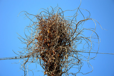 GRANDE NIDO spontaneo in campagna. Fotografie di Giulio Azzarello &copy;2014.