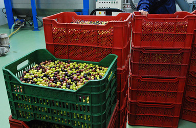 TIPICO FRANTOIO fotografie di Giulio Azzarello ©2014. TIPICO FRANTOIO fotografie di Giulio Azzarello ©2014.