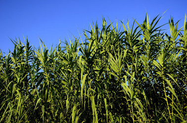 ISOLA DI USTICA la natura. Fotografie di Giulio Azzarello &copy;2016.