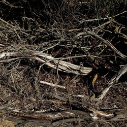 SELINUNTE. Fotografie di Giulio Azzarello ©2022. SELINUNTE. Fotografie di Giulio Azzarello ©2022.