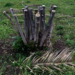 TRONCHI. Fotografie di Giulio Azzarello ©2022.