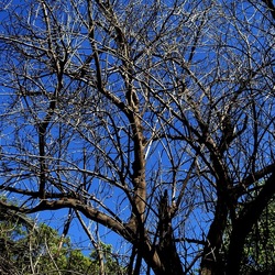 ORTO BOTANICO DI PALERMO. Fotografie di Giulio Azzarello ©2022. ORTO BOTANICO DI PALERMO. Fotografie di Giulio Azzarello ©2022.