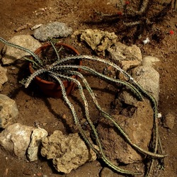 ORTO BOTANICO. Fotografie di Giulio Azzarello &copy;2024.